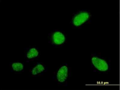 Immunocytochemistry/ Immunofluorescence: SFRS5 Antibody [H00006430-B02P]