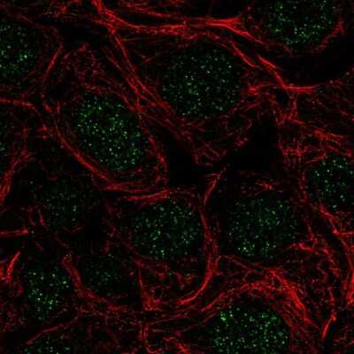 Immunocytochemistry/ Immunofluorescence: SFRS5 Antibody [NBP2-56702]