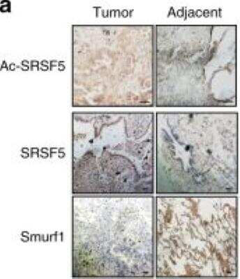 Immunohistochemistry: SFRS5 Antibody [H00006430-B01P]