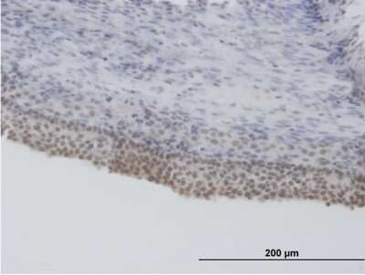 Immunohistochemistry-Paraffin: SFRS5 Antibody [H00006430-B01P]