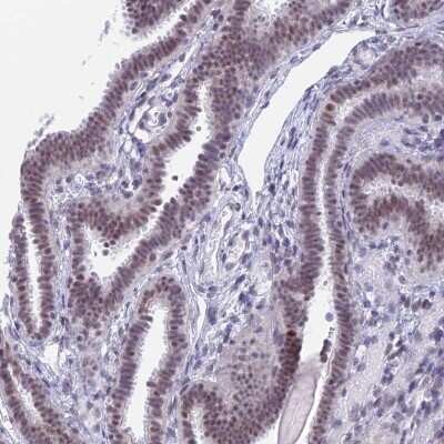 Immunohistochemistry-Paraffin: SFRS5 Antibody [NBP1-92381]