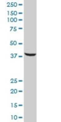 Western Blot: SFRS5 Antibody [H00006430-B01P]