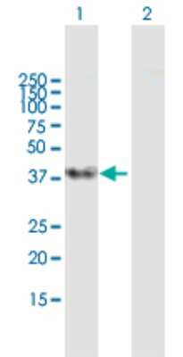 Western Blot: SFRS5 Antibody [H00006430-B01P]