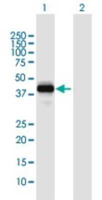 Western Blot: SFRS5 Antibody [H00006430-B02P]