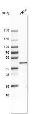 Western Blot: SFRS5 Antibody [NBP1-92381]