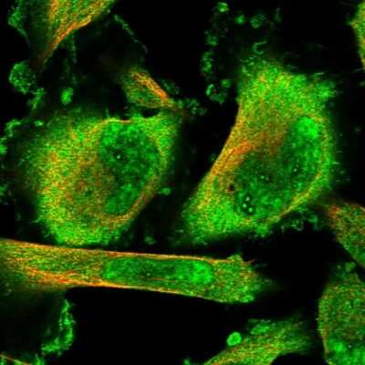 Immunocytochemistry/ Immunofluorescence: SFRS8 Antibody [NBP1-87051]