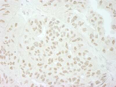 Immunohistochemistry: SFRS8 Antibody [NB100-55245]