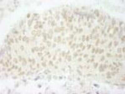 Immunohistochemistry-Paraffin: SFRS8 Antibody [NB100-55245]