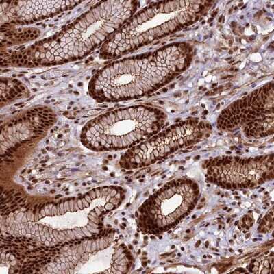 Immunohistochemistry-Paraffin: SFRS8 Antibody [NBP1-87051]