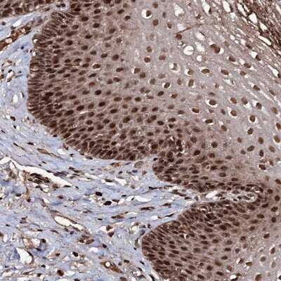 Immunohistochemistry-Paraffin: SFRS8 Antibody [NBP1-87052]