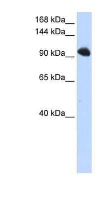 Western Blot: SFRS8 Antibody [NBP1-57466]