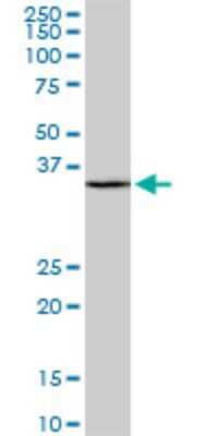 Western Blot: SFRS9 Antibody (1G7) [H00008683-M01]