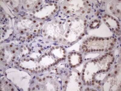 Immunohistochemistry: SFRS9 Antibody (OTI5G7) [NBP2-45429]