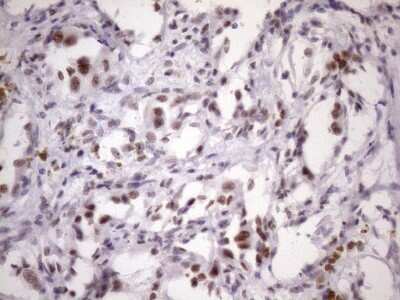 Immunohistochemistry: SFRS9 Antibody (OTI5G7) [NBP2-45429]