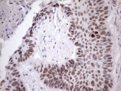 Immunohistochemistry: SFRS9 Antibody (OTI5G7) [NBP2-45429]