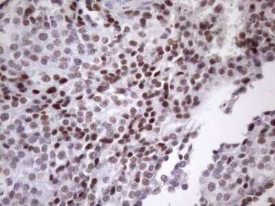 Immunohistochemistry: SFRS9 Antibody (OTI5G7) - Azide and BSA Free [NBP2-74152]
