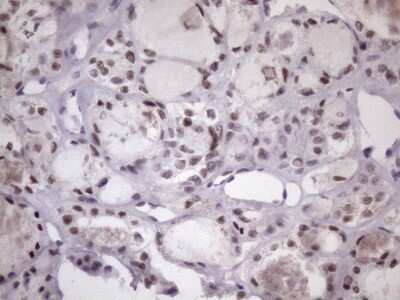 Immunohistochemistry: SFRS9 Antibody (OTI5G7) - Azide and BSA Free [NBP2-74152]