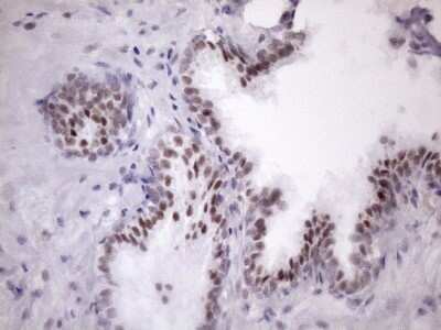Immunohistochemistry: SFRS9 Antibody (OTI5G7) - Azide and BSA Free [NBP2-74152]