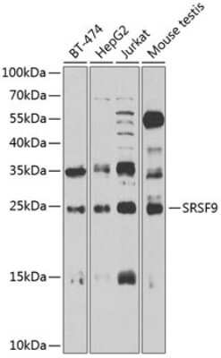 Western Blot: SFRS9 AntibodyBSA Free [NBP2-93716]