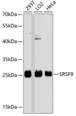 Western Blot: SFRS9 AntibodyAzide and BSA Free [NBP2-93933]