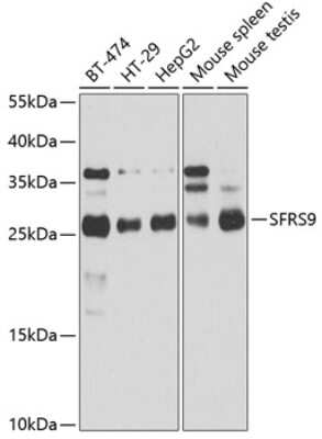 Western Blot: SFRS9 AntibodyBSA Free [NBP2-94886]