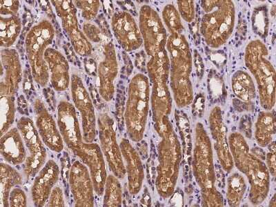 Immunohistochemistry-Paraffin: SFT2B Antibody [NBP2-98132]