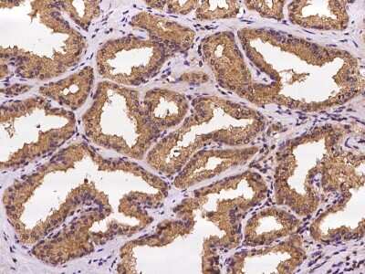 Immunohistochemistry-Paraffin: SFT2B Antibody [NBP2-98132]