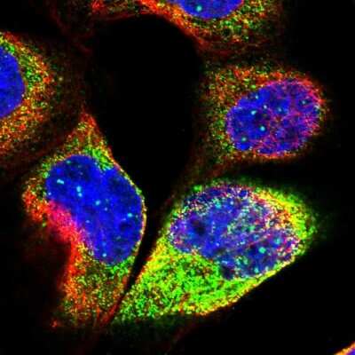 Immunocytochemistry/ Immunofluorescence: SFT2D1 Antibody [NBP1-86737]