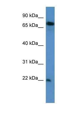 Western Blot: SFT2D3 Antibody [NBP1-91511]