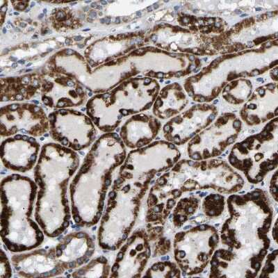 Immunohistochemistry-Paraffin: SFXN1 Antibody [NBP1-83708]