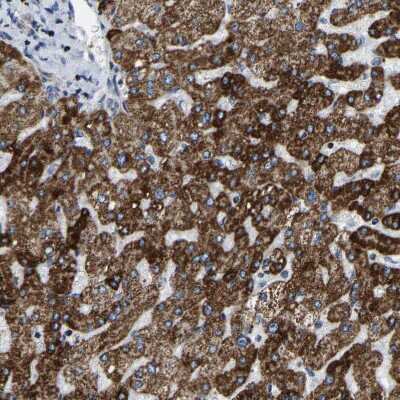 Immunohistochemistry-Paraffin: SFXN1 Antibody [NBP1-83708]