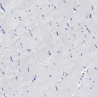 Immunohistochemistry-Paraffin: SFXN1 Antibody [NBP1-83708]