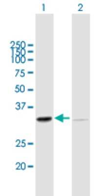 Western Blot: SFXN1 Antibody [H00094081-B01P]