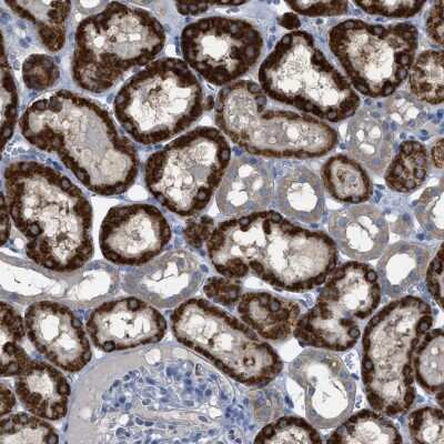 Immunohistochemistry-Paraffin: SFXN2 Antibody [NBP1-86049]