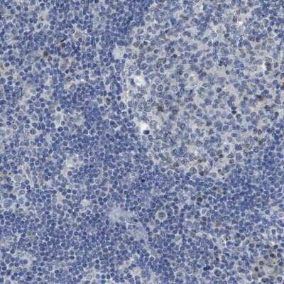 Immunohistochemistry-Paraffin: SFXN2 Antibody [NBP1-86049]