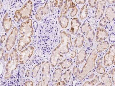 Immunohistochemistry-Paraffin: SFXN2 Antibody [NBP2-97455]