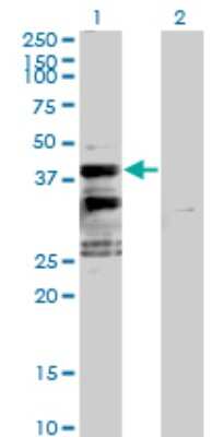 Western Blot: SFXN2 Antibody [H00118980-B01P]