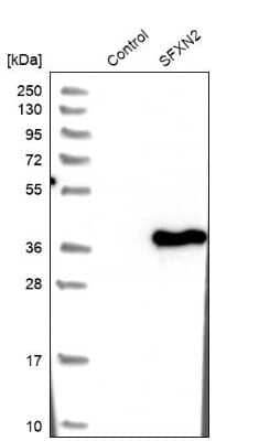 Western Blot: SFXN2 Antibody [NBP1-85960]