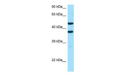 Western Blot: SFXN2 Antibody [NBP2-88255]