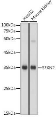 Western Blot: SFXN2 AntibodyAzide and BSA Free [NBP2-94421]