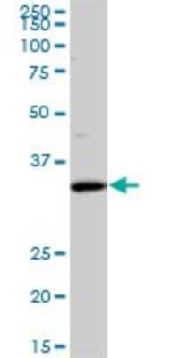 Western Blot: SFXN3 Antibody (4A3) [H00081855-M01]