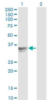 Western Blot: SFXN3 Antibody (4A3) [H00081855-M01]