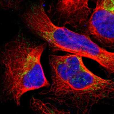 Immunocytochemistry/ Immunofluorescence: SFXN3 Antibody [NBP1-87047]