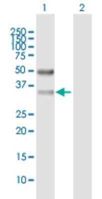 Western Blot: SFXN3 Antibody [H00081855-B01P]