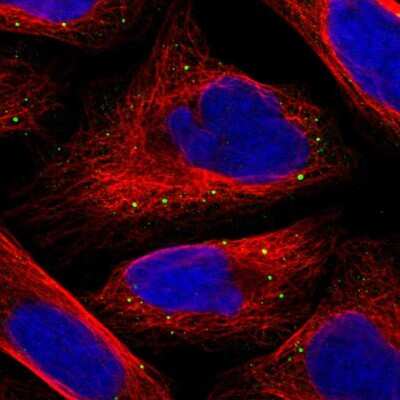 Immunocytochemistry/ Immunofluorescence: SFXN4 Antibody [NBP1-86428]