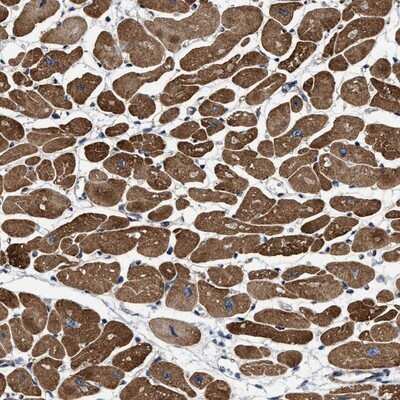 Immunohistochemistry-Paraffin: SFXN4 Antibody [NBP1-86428]