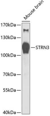 Western Blot: SG2NA AntibodyBSA Free [NBP2-95135]