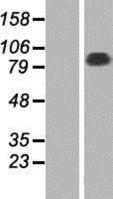 Western Blot: SG2NA Overexpression Lysate [NBP2-07316]