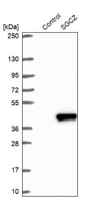 Western Blot: SGCZ Antibody [NBP2-48536]