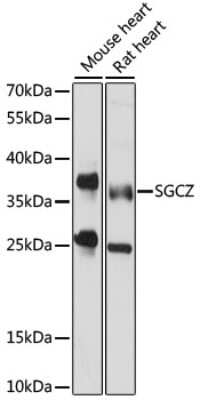 Western Blot: SGCZ AntibodyAzide and BSA Free [NBP2-94447]